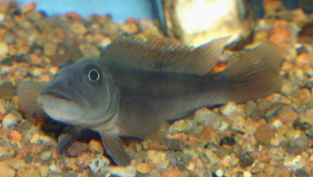 Steatocranus
